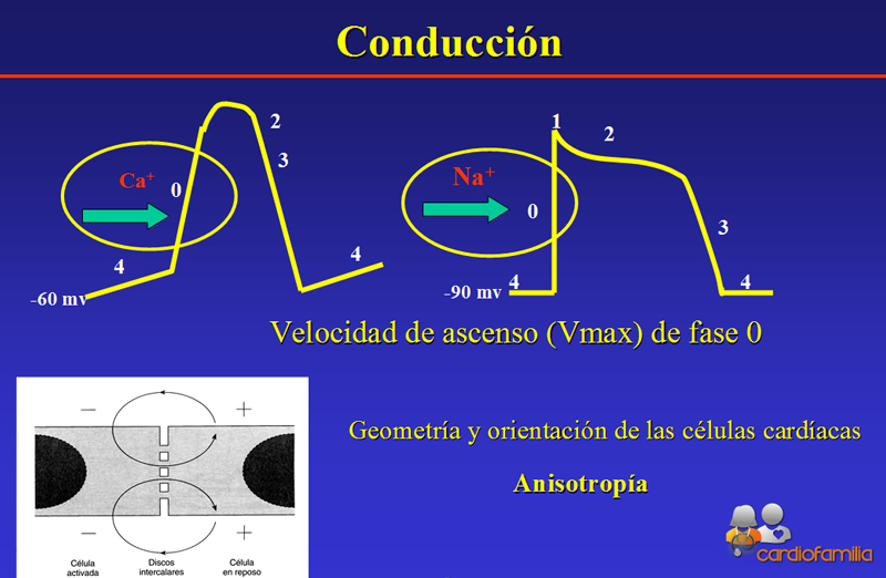 Conduccion-propiedades-electrofisioloficas-celulas-cardiacas-arritmias-cardiofamilia