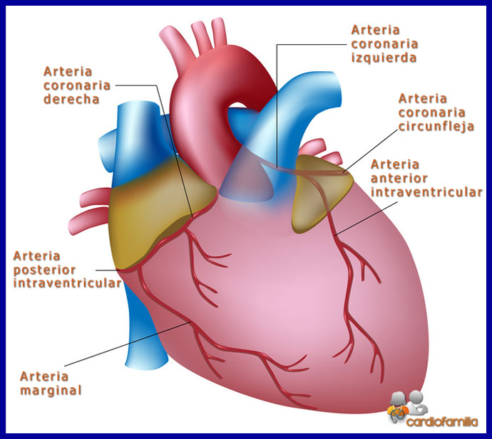 Cardiopatia isquémica. Recuerdo anatómico de la circulación coronaria. figura anatomia corazonx580 www.cardiofamilia.org